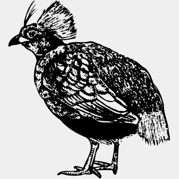 BIRD070 Thumbnail